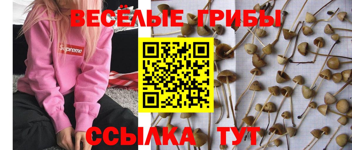 Галлюциногенные грибы MAGIC MUSHROOMS  Вход с VPN  Гуково 
